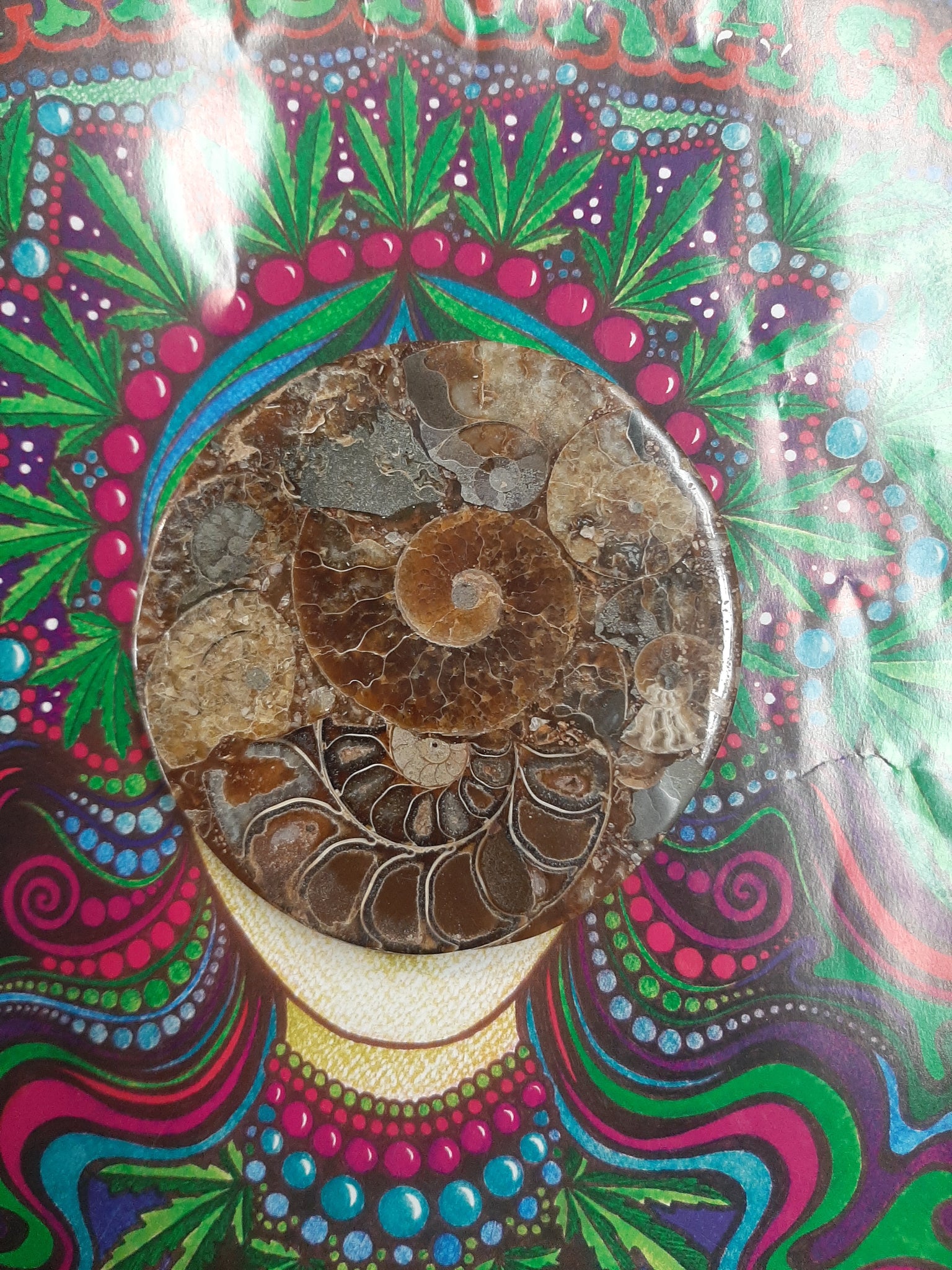 Ammonite Disc