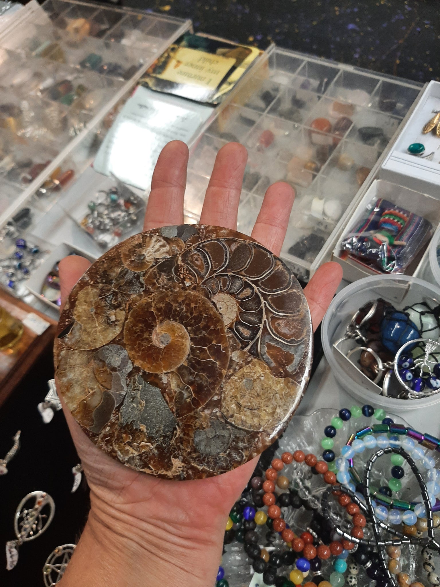 Ammonite Disc