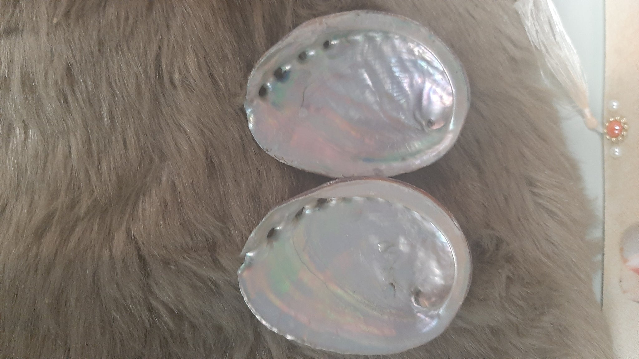 Abalone Shell