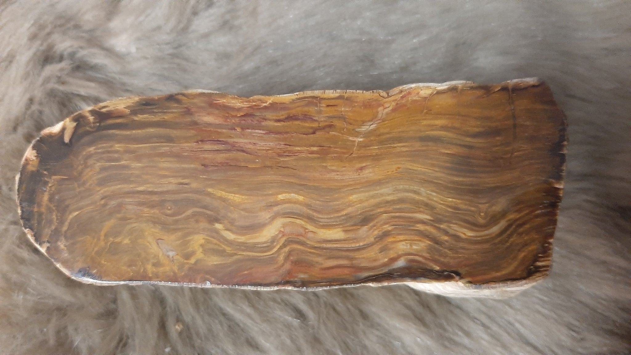 Petrified Wood