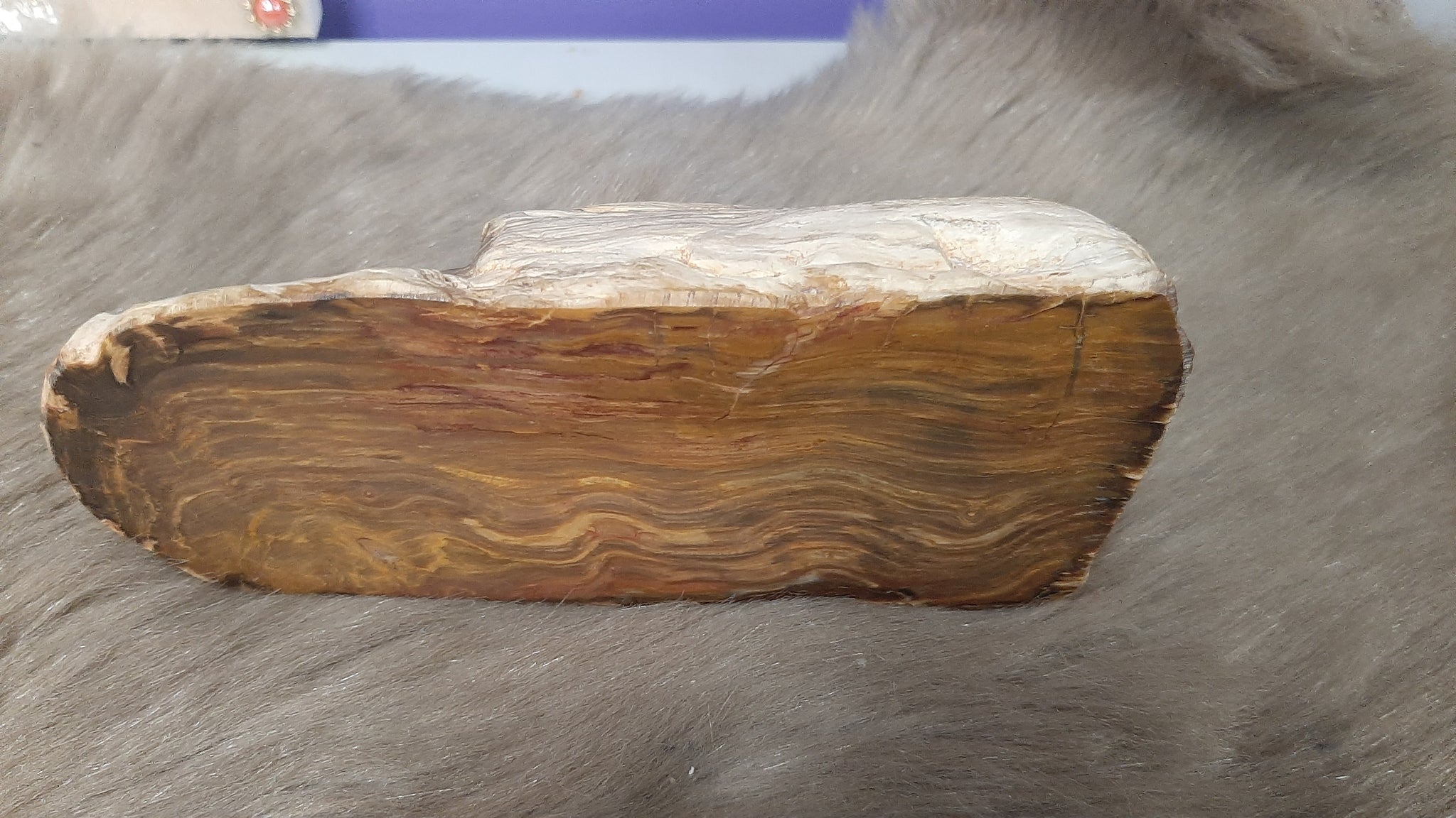 Petrified Wood