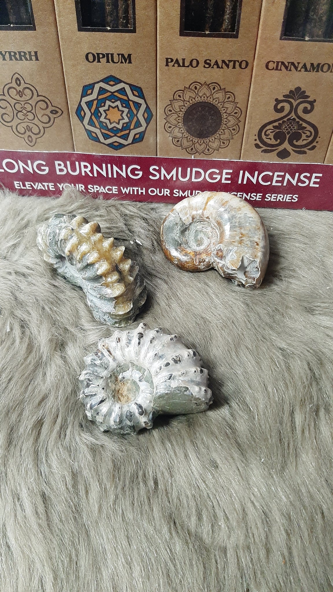 Ammonite