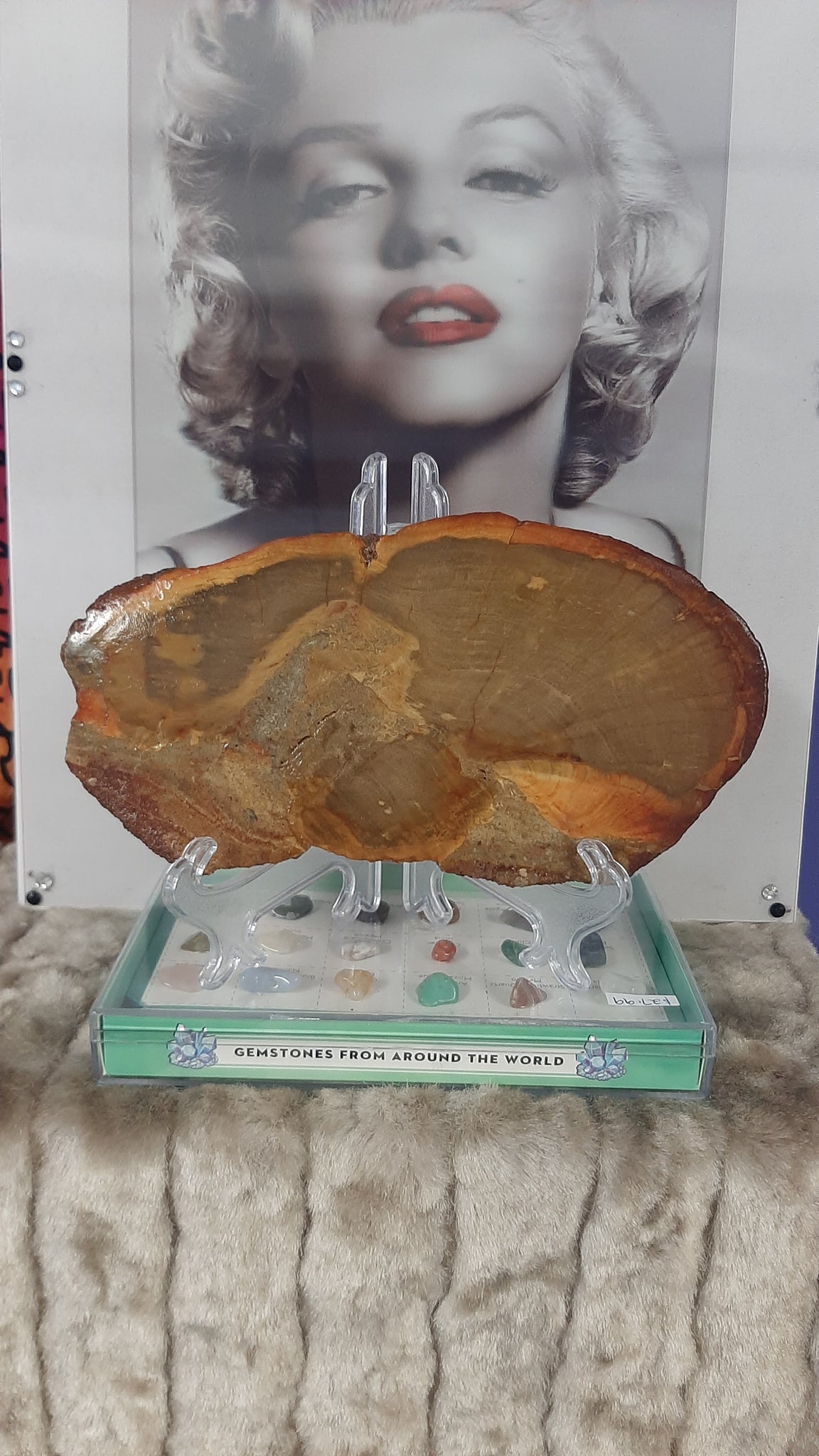 Petrified Wood
