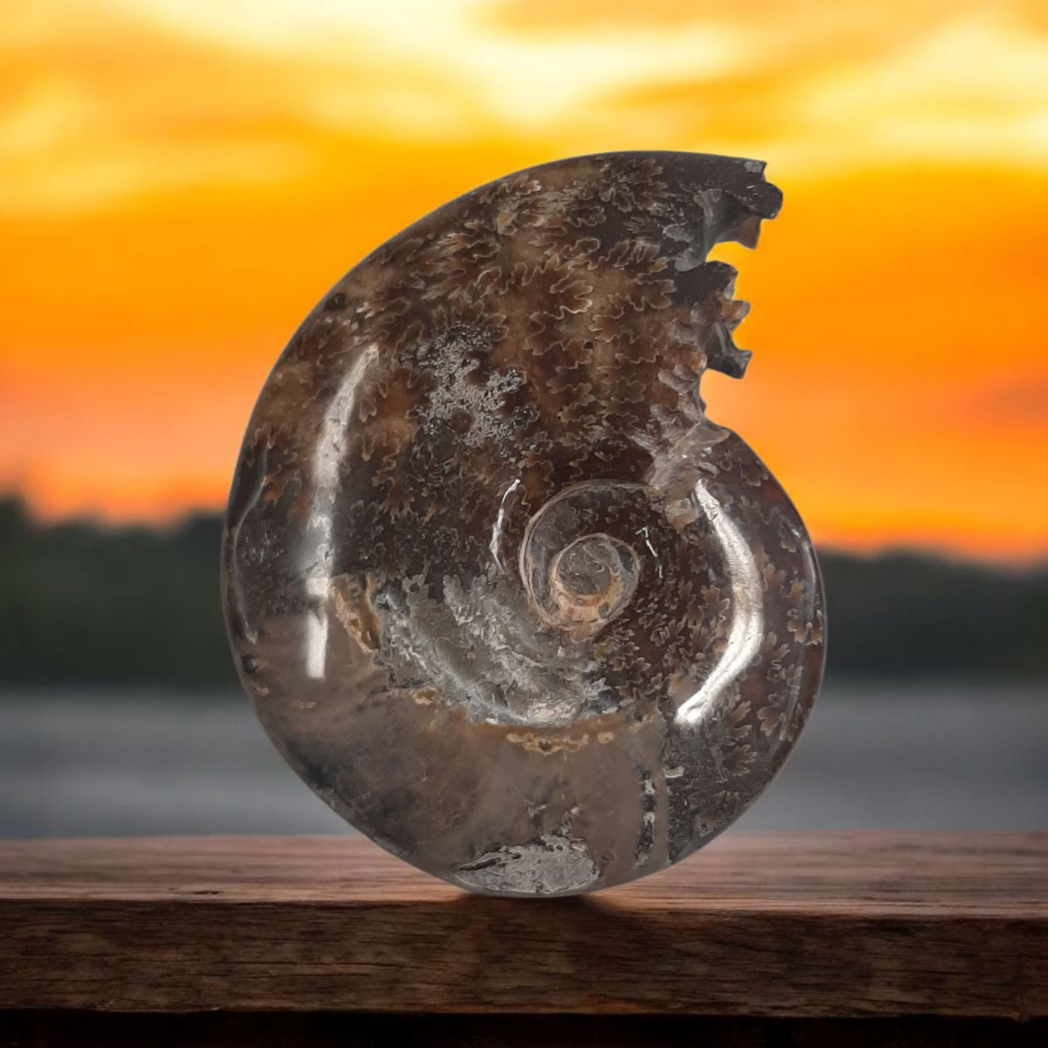 Ammonite